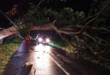 Lagi, Pohon Tumbang di Magetan Makan Korban