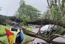Tertimpa Pohon Trembesi, Bocah 9 Tahun Tewas di Jalur Magetan–Ngawi