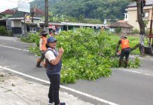 Pohon Rawan di Jalur Magetan–Sarangan Dipangkas, Diana Sasa Minta Warga Aktif Melapor