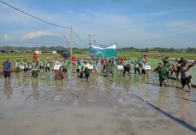 Gas MT II, Magetan Kejar Panen 3 Kali Setahun