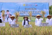 Produksi 436 Ribu Ton GKG, Ponorogo 10 Besar Penghasil Padi di Jatim