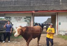 Harga Naik, Warga Magetan Pilih Sistem Jogrok untuk Beli Hewan Kurban