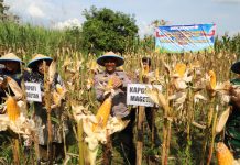 Sulap Lahan Kosong Jadi Kebun Jagung, Polres Magetan Panen Raya Kuartal II di 2026