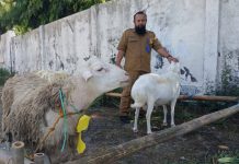 Idul Adha, Pemkab Magetan Salurkan 40 Kambing dan 4 Sapi ke Masjid hingga Yayasan