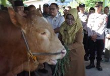 Sapi Kurban Presiden Tembus 1 Ton, Dibeli dari Peternak Lokal Magetan