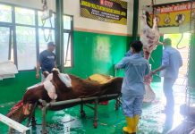 Idul Adha, RPH Magetan Sembelih 55 Sapi Kurban