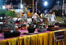 Bonsai-Bonsai Terbaik Nusantara Mejeng di Grebeg Suro Ponorogo