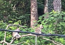 Kehabisan Pakan, Ratusan Kera Turun Gunung saat Kemarau di Ngebel