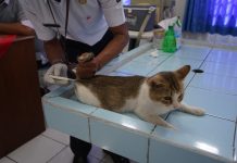 Vaksinasi Gratis Disnakkan Magetan, 250 Dosis Disiapkan untuk Hewan Peliharaan